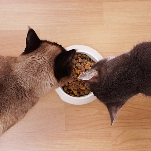 How to Choose The Right Food For Your Cat